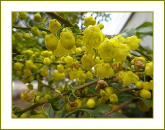 令和４年２月８日 柊南天チクリと痛し針供養 花の歳時記 天南星の魅力 山野草 楽天ブログ