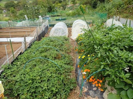 サツマイモ収穫 週末菜園 10月上旬 暇人主婦の家庭菜園 楽天ブログ