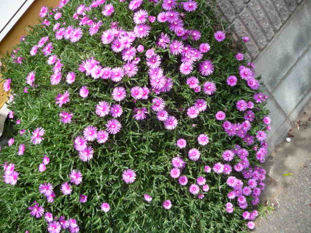 534 松葉菊