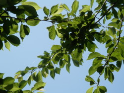 青葉　5.31　2013