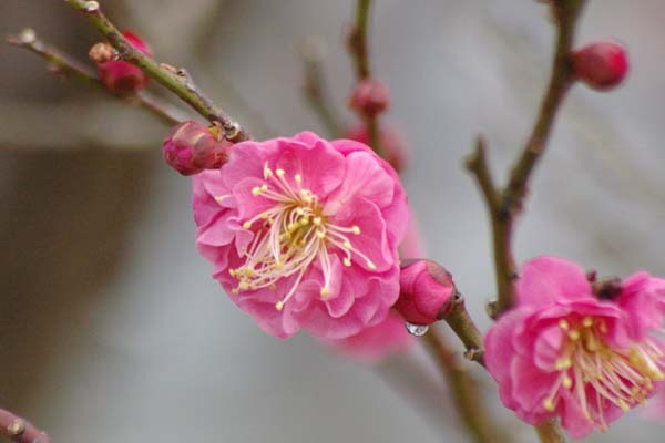 紅梅＠富士川ＳＡ