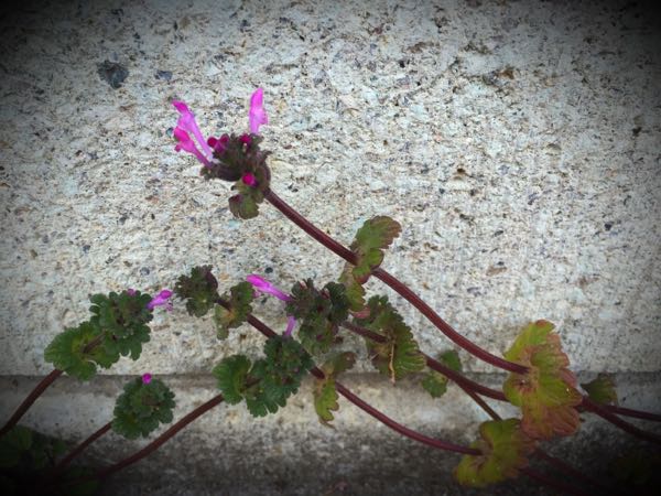 rblog-20160225215436-01.jpg