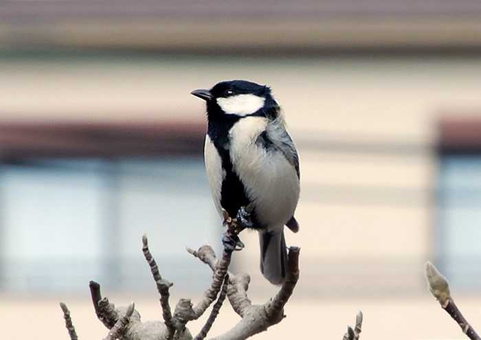 シジュウカラ10