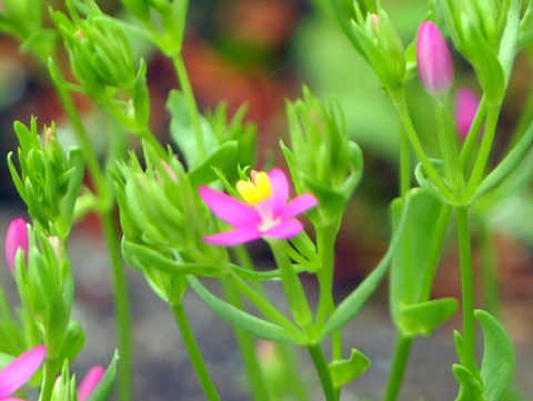 ハナハマセンブリの花と蕾