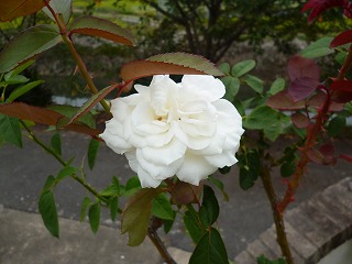 P1240542ss.jpg