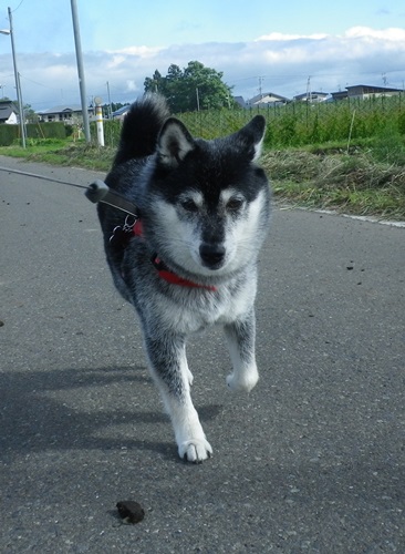 お散歩たのし♪