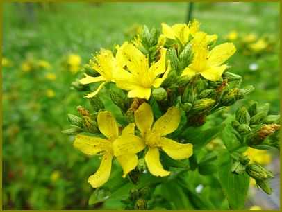 令和３年９月14日 弟切草まさかこの花薬剤師 花の歳時記 天南星の魅力 山野草 楽天ブログ