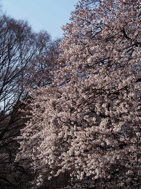 P3290090.jpg