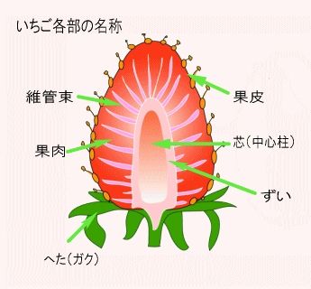 奥田農園 特大いちご美人姫 桐箱入 お馬鹿のブログ 楽天ブログ