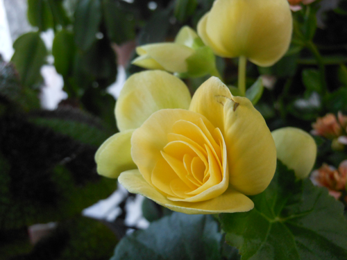 DSCN0459.JPG