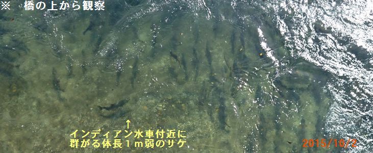 １０／２泳ぐサケ改訂.jpg