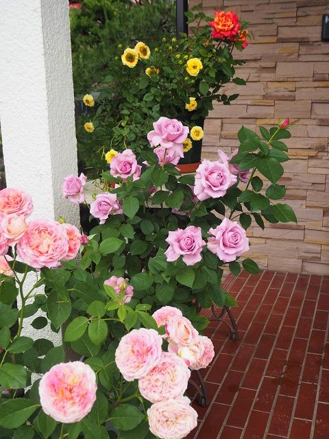 華やかになった玄関 ミニ薔薇を大きく咲かせるのが面白い シャルムの初開花 驚異的なホリデー アイランド ピオニー ピーチヒルの薔薇日記 楽天 ブログ