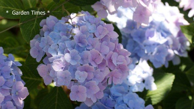 Hydrangea　Magical