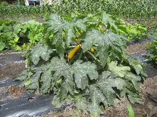 イエローズッキーニ