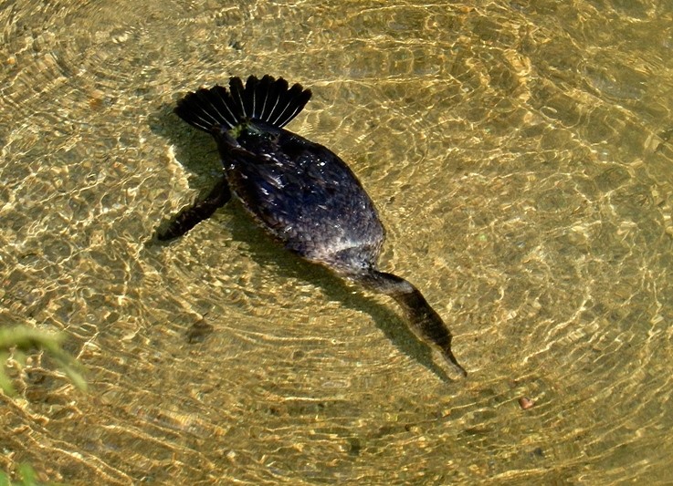 カワウ