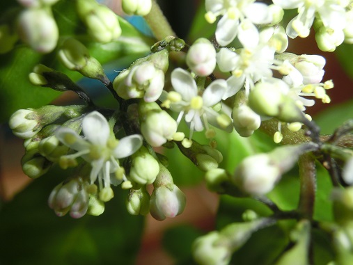 冬咲き紫陽花
