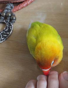 DSCF6108.jpgmojo.jpg