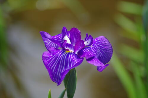 花菖蒲