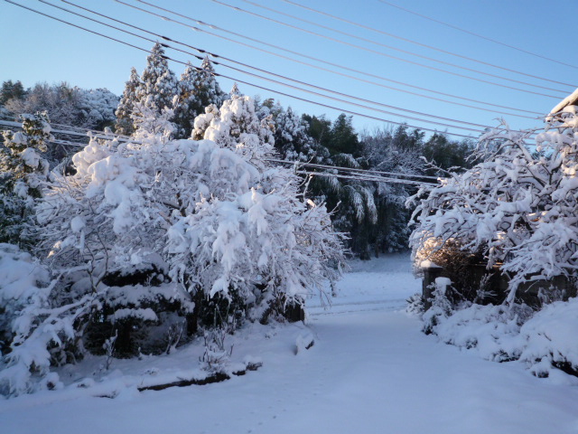 雪4.JPG