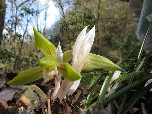 鳩吹山へ カタクリの花を愛でながら Kikiの山行き 山と山の花 楽天ブログ