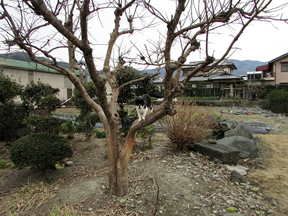 我が家のニャンコ♪2015/2/23-3