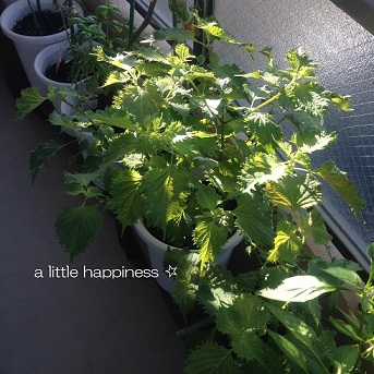 携帯写真 287.jpg