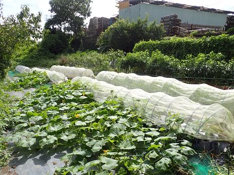 ゴーヤの終了時期 葉山野菜栽培記 9月下旬 暇人主婦の家庭菜園 楽天ブログ