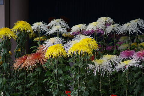 湯島天神 菊まつり