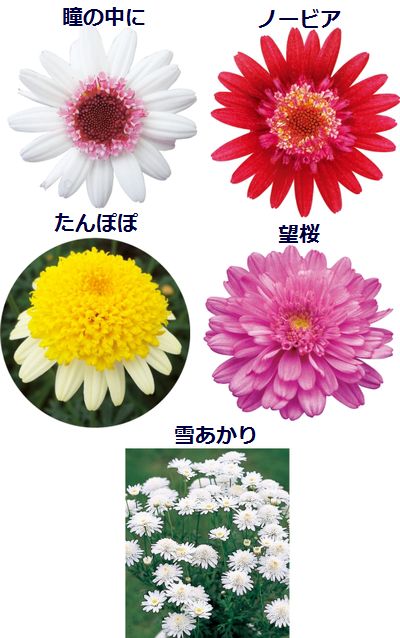 「サカタのタネ」のマーガレット