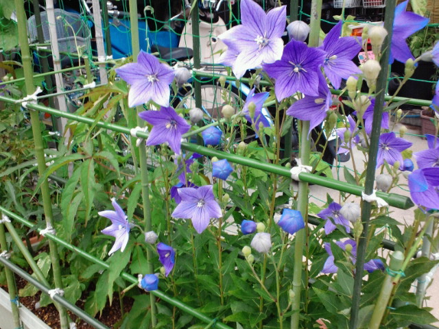NEC_0731.jpg