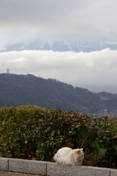 富士山＋猫＠富士川ＳＡ