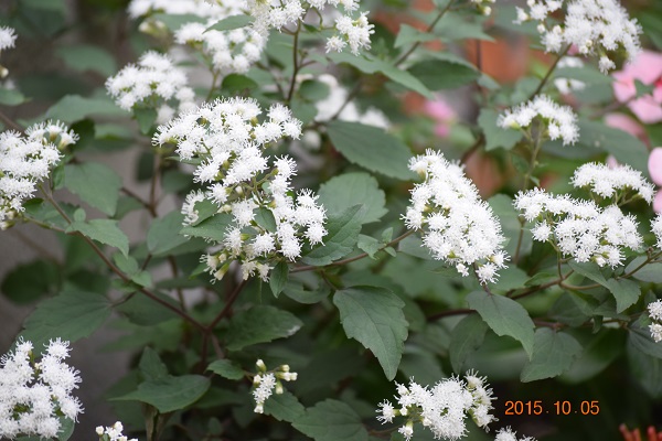 DSC_0104.JPG
