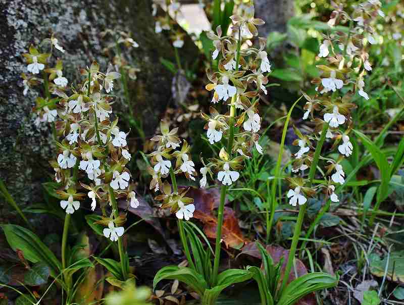 IMG_9825 (800x604).jpg