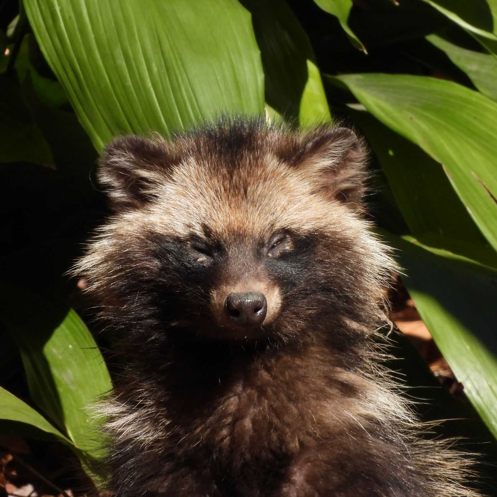 久しぶりにタヌキを見つけた。 | 野性の大田区（東京都大田区自然探訪
