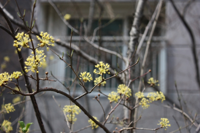 20140330 sansuyu 7.jpg