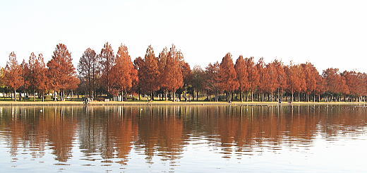 水元公園紅葉の眺め