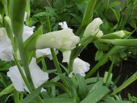 グラジオラス白