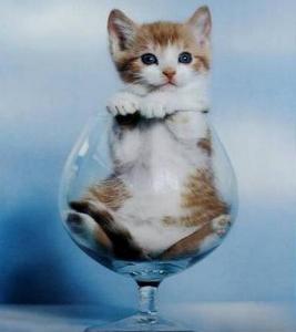ねこちゃん子供時代.jpg