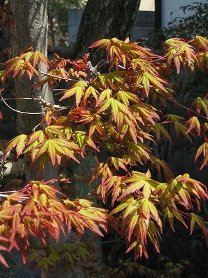 2015040モミジの新芽