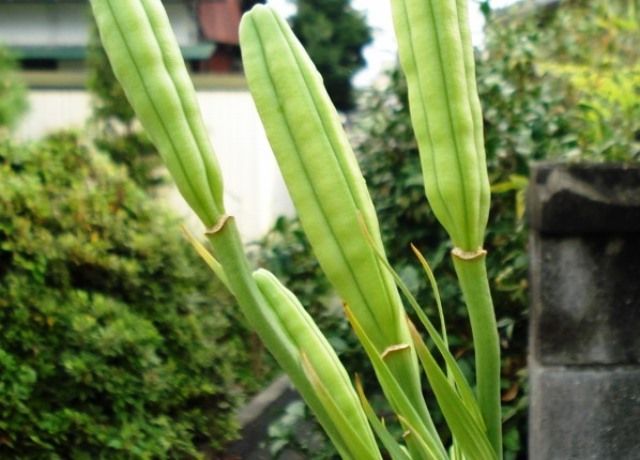 高砂百合の青い鞘 花と蕎麦とリハビリと 楽天ブログ