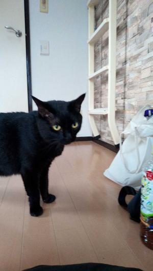 ねこの肛門腺のはなし 黒猫本舗 楽天ブログ ねこの肛門腺のはなし 黒猫本舗 楽天ブログ