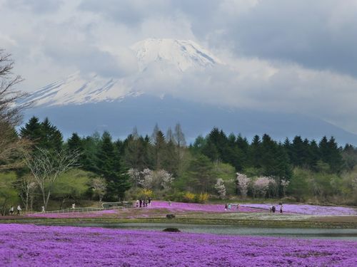 富士山と芝桜２