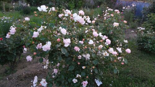 rblog-20170520190157-04.jpg