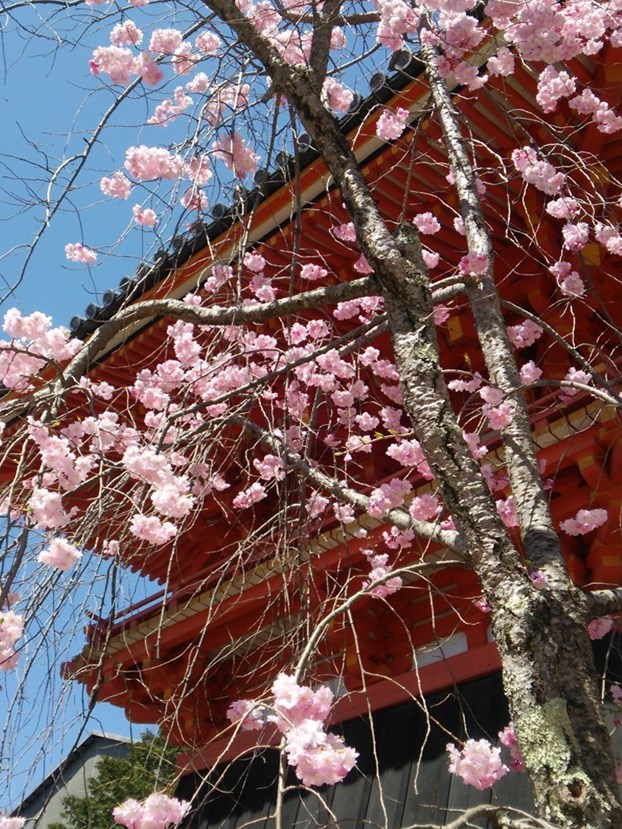 20150402仁和寺・八重紅枝垂
