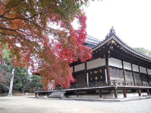 2015-11 仁和寺・金堂脇の紅葉.jpg