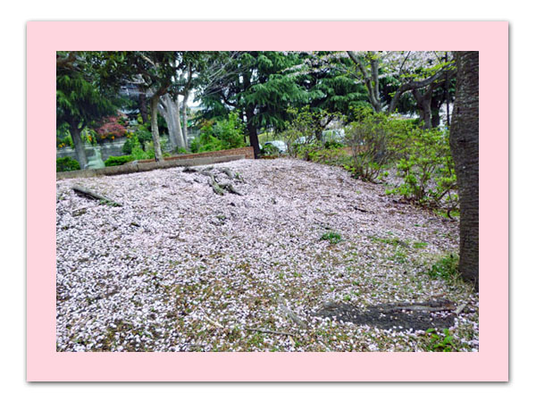 公園の桜の木の下