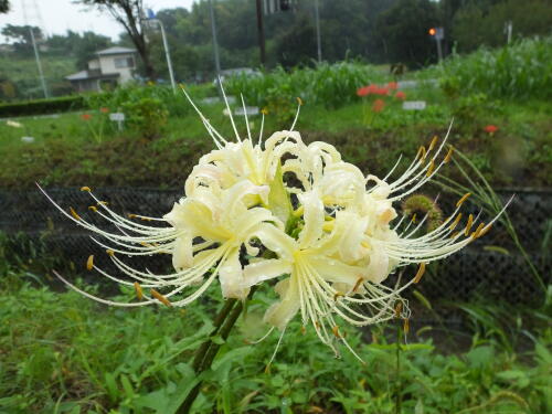 小出川の彼岸花