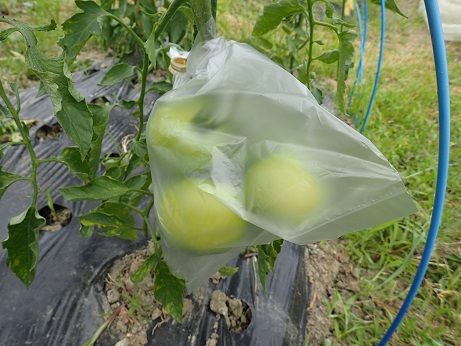 大玉トマト収穫 葉山野菜栽培記 6月中旬 暇人主婦の家庭菜園 楽天ブログ