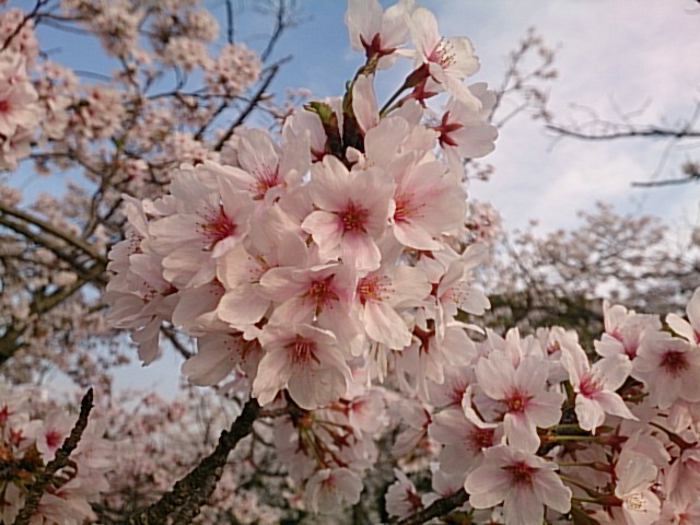 DSC_0423.jpg