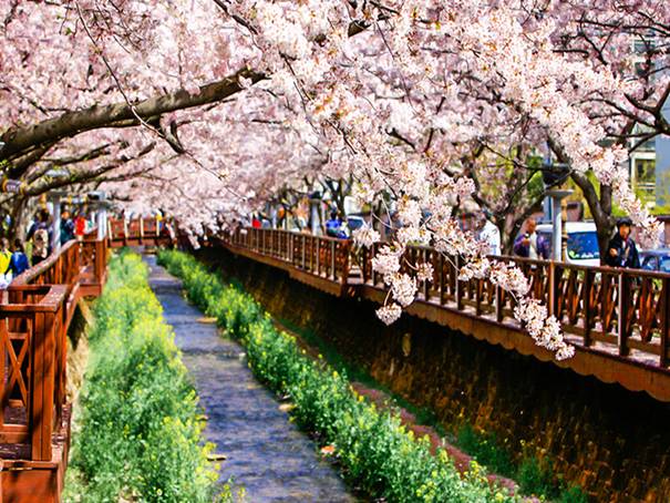 韓国旅行、桜